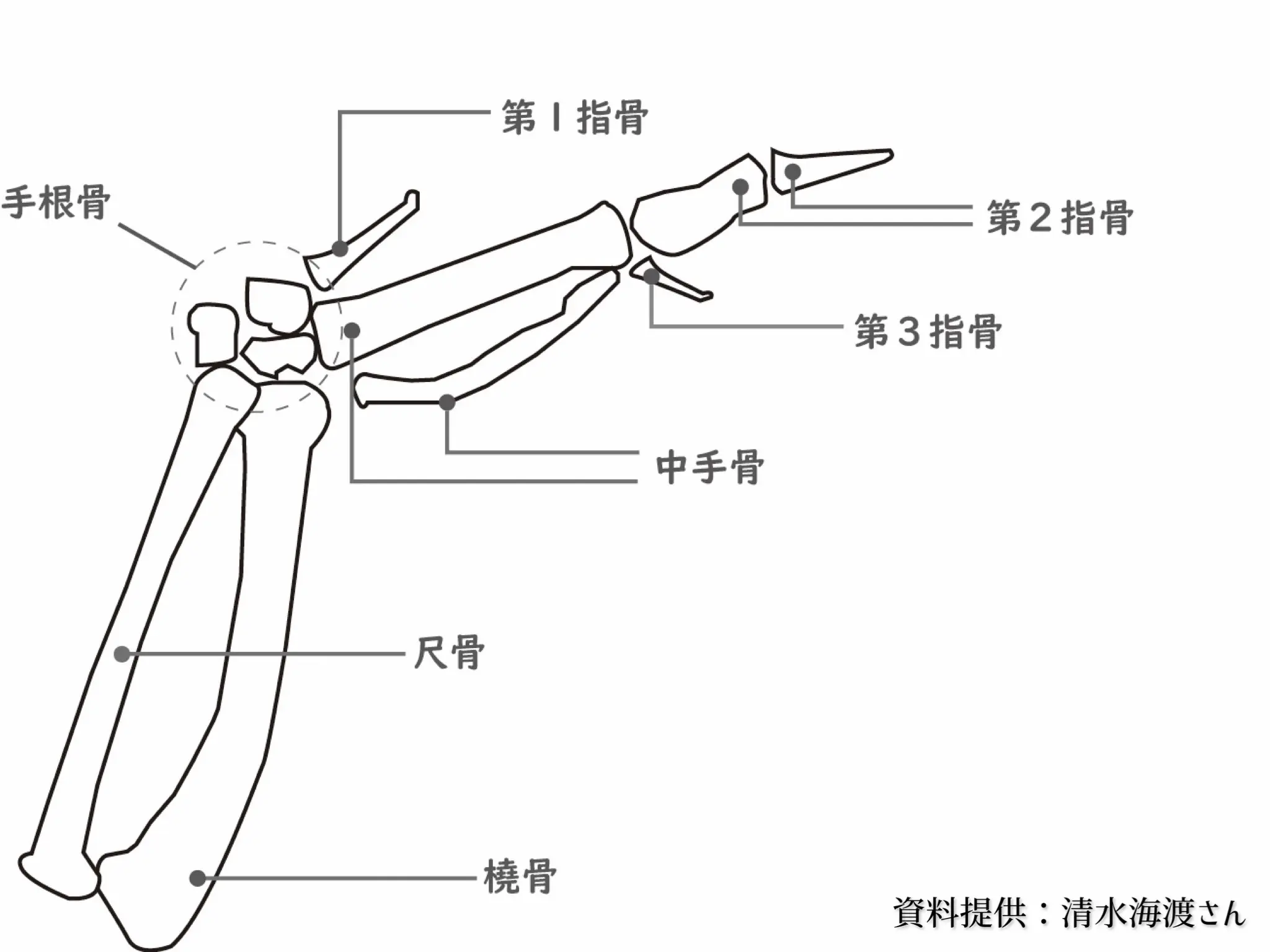 小学生向け【1日で終わるかもしれない自由研究】手羽先を食べて骨格標本を作ろう！やり方や観察のポイントを富山市科学博物館の学芸員が伝授！｜暮らし ...