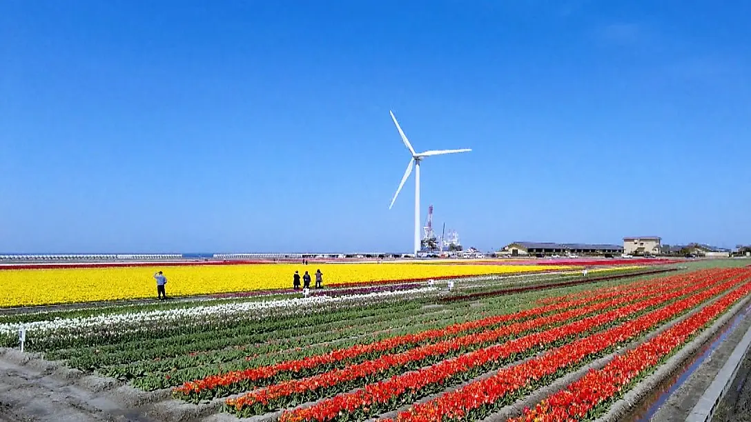 栽培面積が1.5倍に! 国内最大級200万本のチューリップ畑が壮観【にゅう