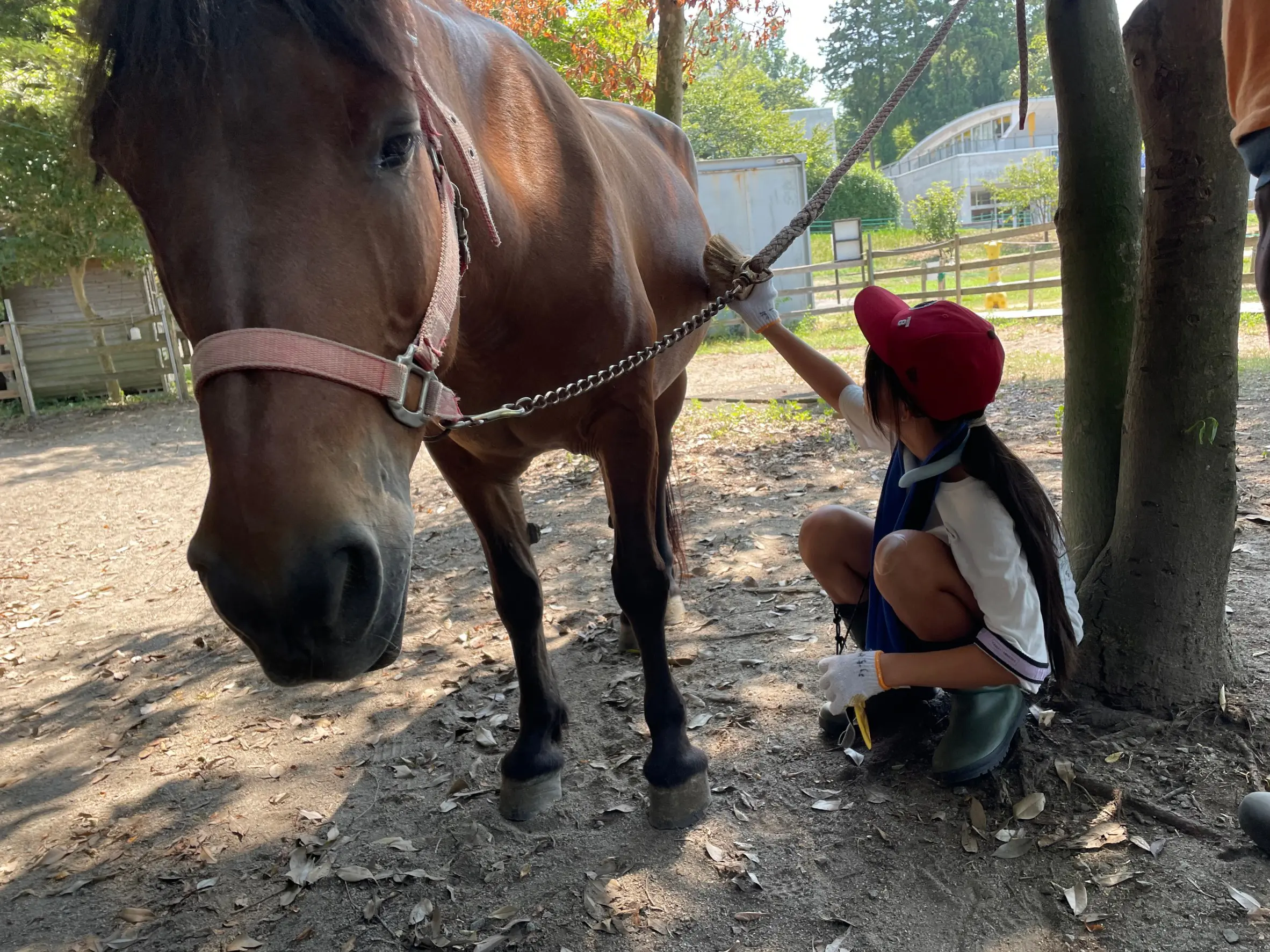 いち
動物園の仕事はとても大変だったけどとても楽しかったです。一緒にやったみんなも楽しそうだったのでいいなと思いました。
