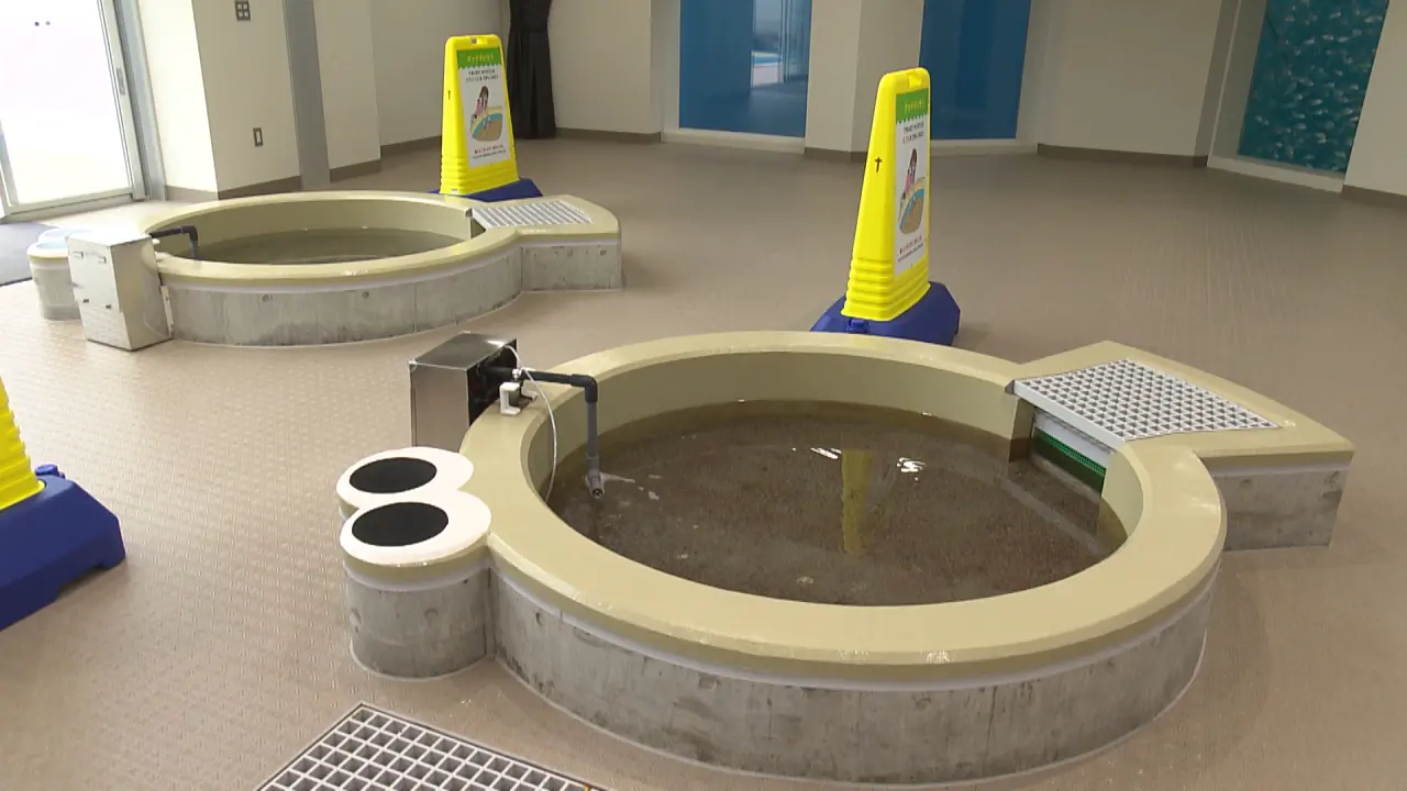 小さい方がタッチ水槽