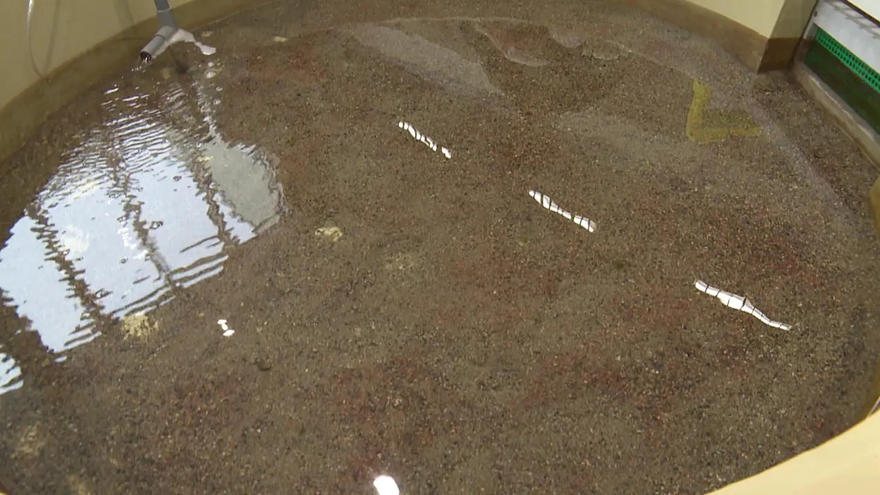 日本でここだけ?水族館の大きな水槽を上からのぞこう【魚津水族館 日本でここだけ?水族館の大きな水槽を上からのぞこう【魚津水族館