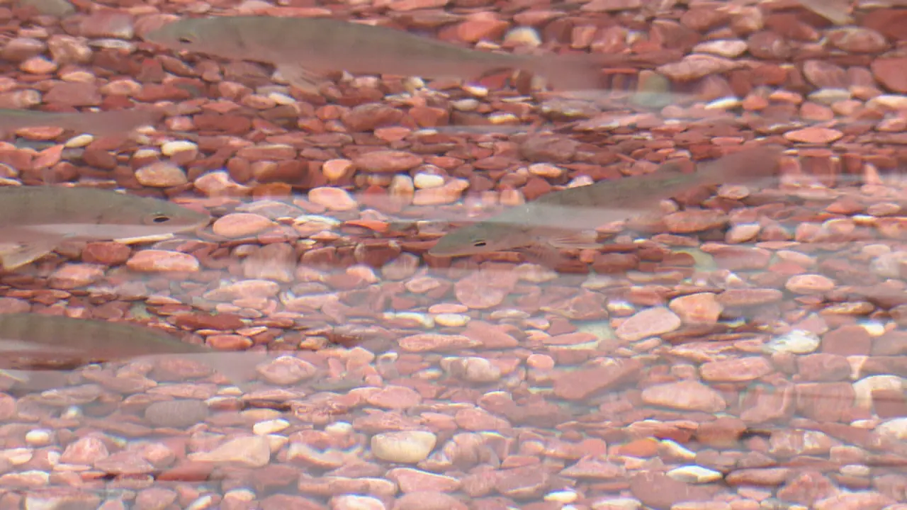 稚魚がたくさん泳いでいます