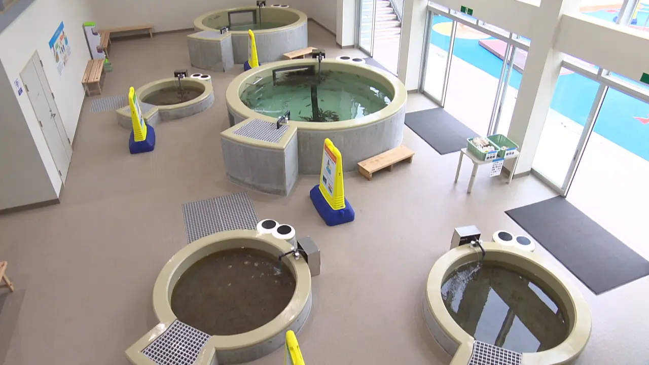 奥の大きな水槽がエサやり水槽