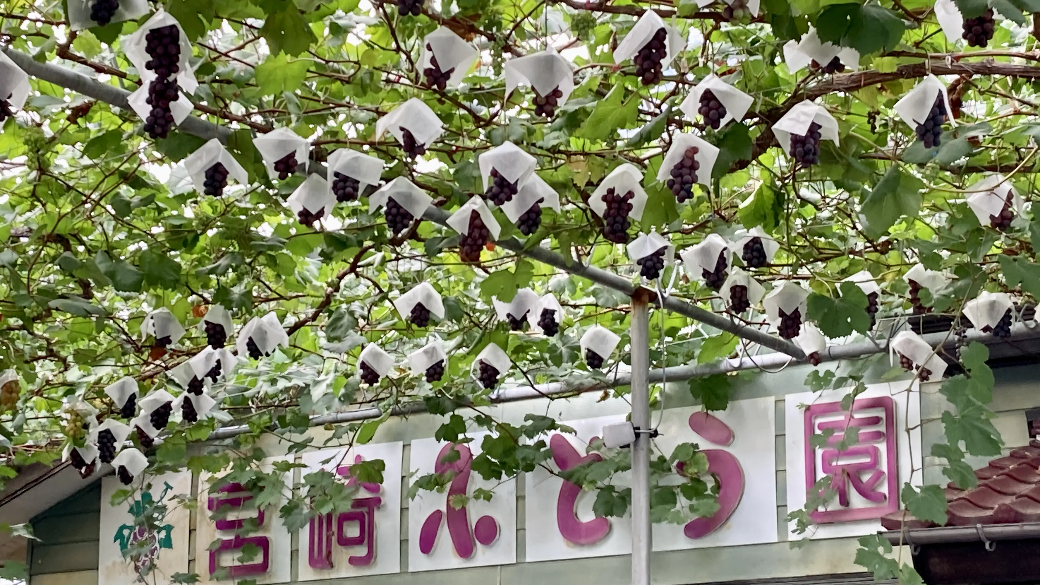 摘みたて無添加・無加糖のぶどう100％ジュースを飲み比べ！富山の【宮