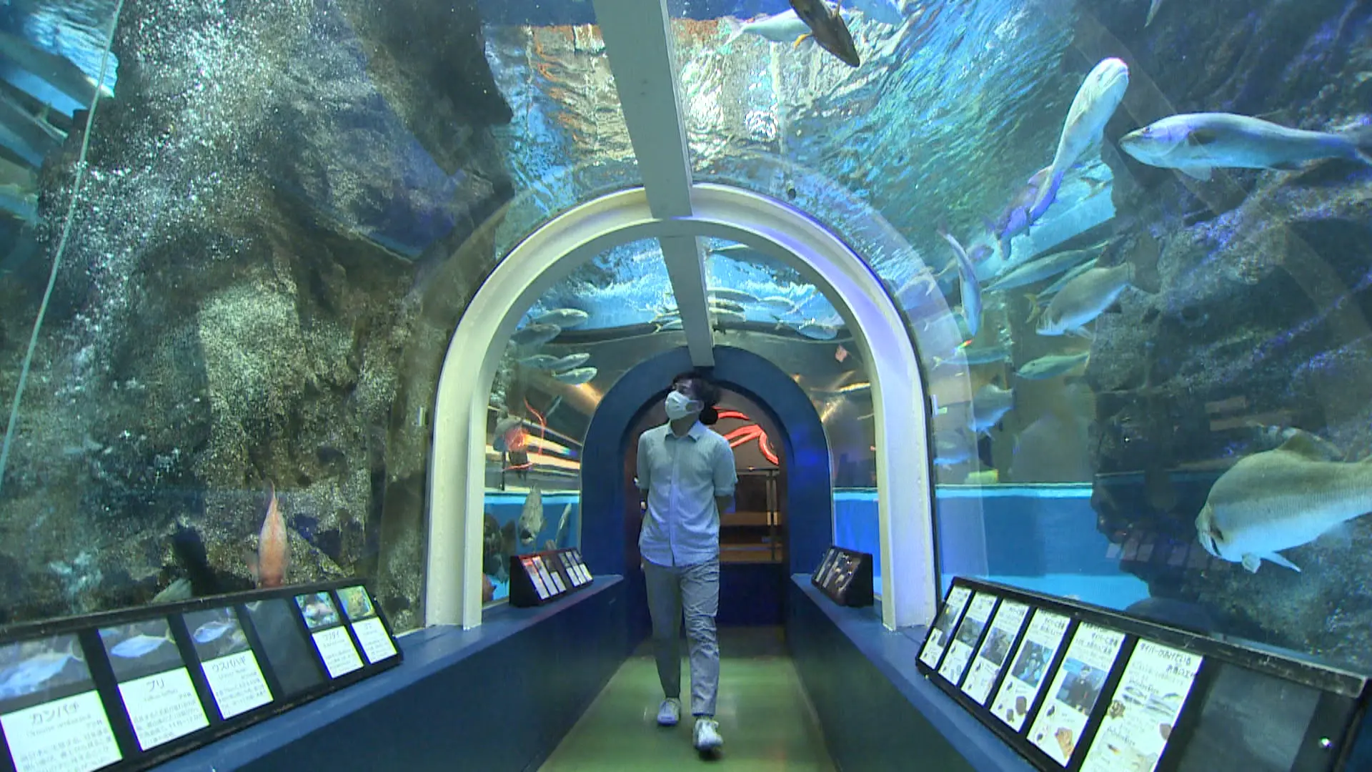 日本でここだけ？水族館の大きな水槽を上からのぞこう【魚津水族館
