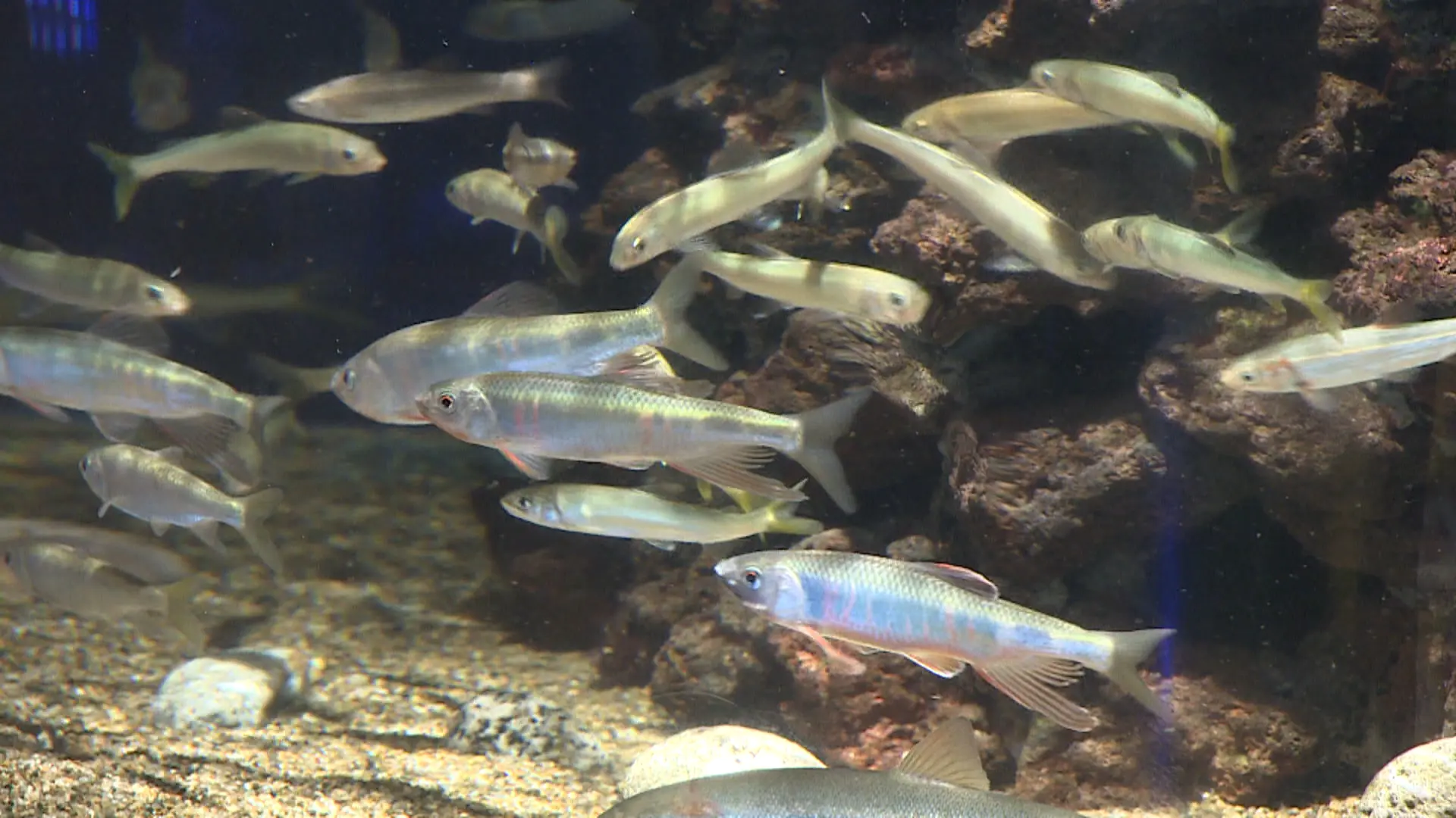 日本でここだけ？水族館の大きな水槽を上からのぞこう【魚津水族館