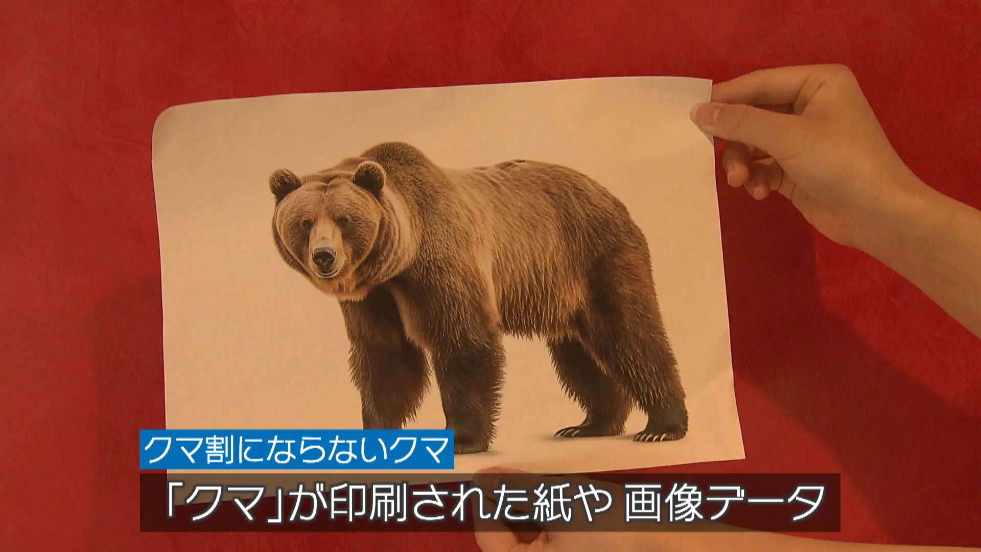 クマ」を見せると割引に!! 【富山県美術館のおトクなクマ割】いったい 