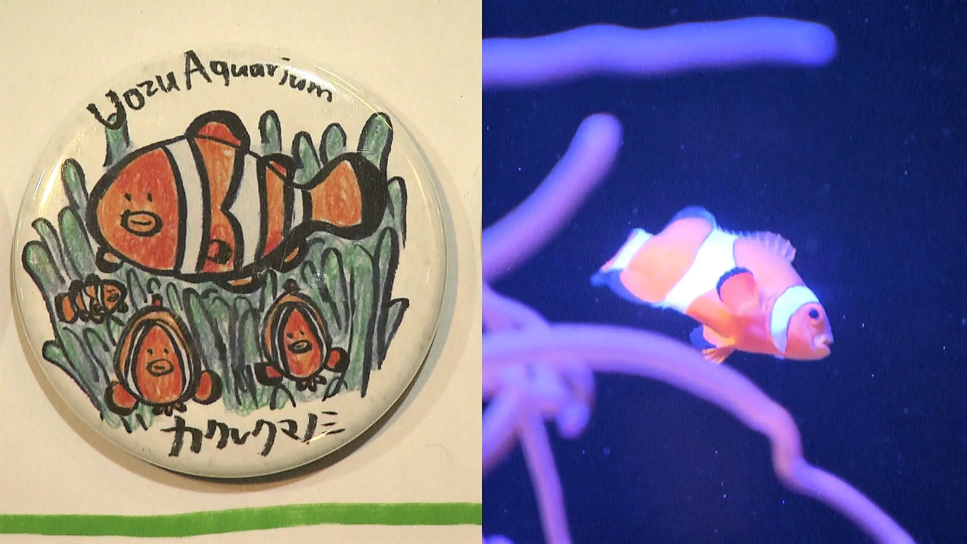 水族館飼育員のゆるかわ＆マニアックなイラストが大人気！かわいく学べて子供に大人気の【魚津水族館】ガチャガチャ缶バッジ