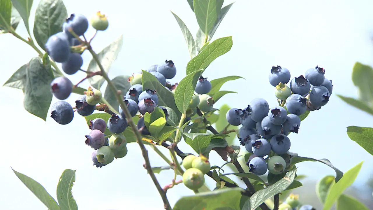 夏が旬！もぎたて食べ放題のブルーベリー狩り観光農園【ベリー・ベリー・ヤミー】富山市八尾の高台でツリーハウスや里山体験も