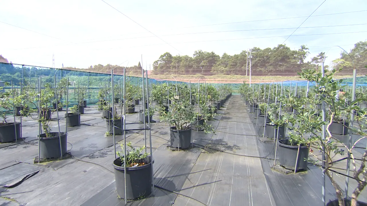 ポット栽培のブルーベリーが約1000株