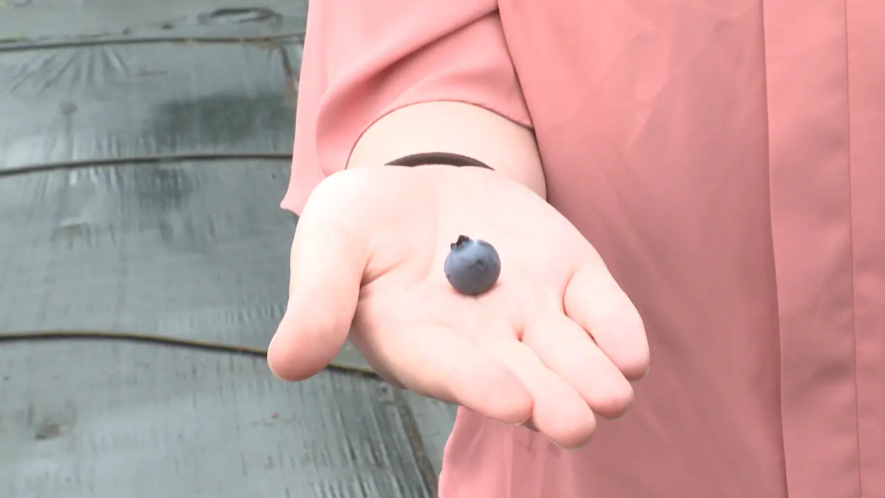 大粒の品種「ユーリカ」