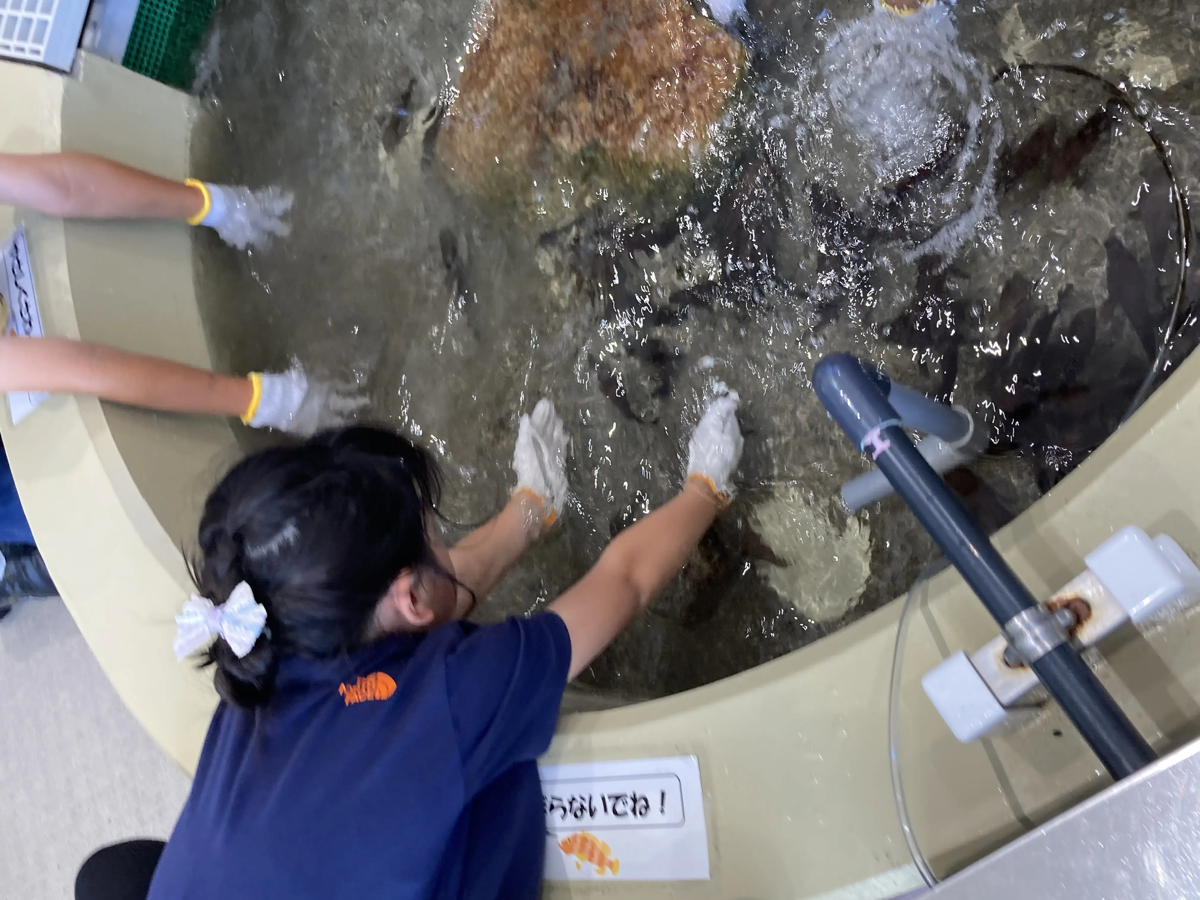 チャナ
自分の作った魚のエサのガチャガチャをやれて嬉しかったです。エサをあげると勢いよくみんのきてくれてビックリしました。魚を捕まえるのが難しくて結局捕まえられなかったけど、1番楽しかったです。