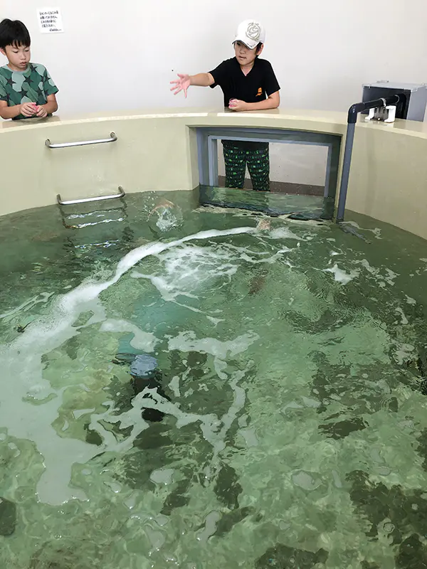 ぽーと
ヒラメの餌やりで、餌の食べ方が、素早く水面まで動く姿に圧倒されました。