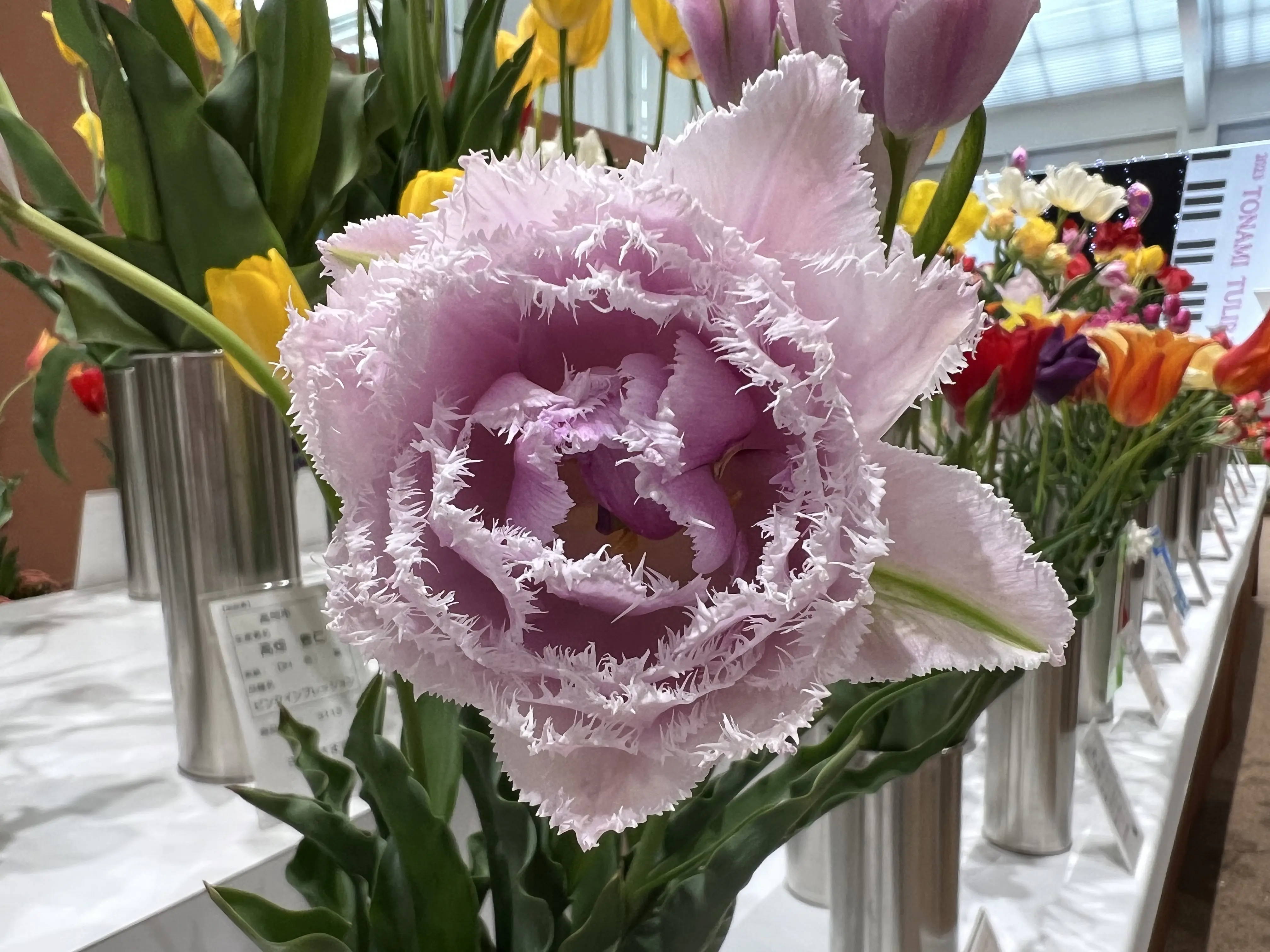 チューリップフェア】屋内展示も見どころ満載！｜おでかけ｜nan-nan