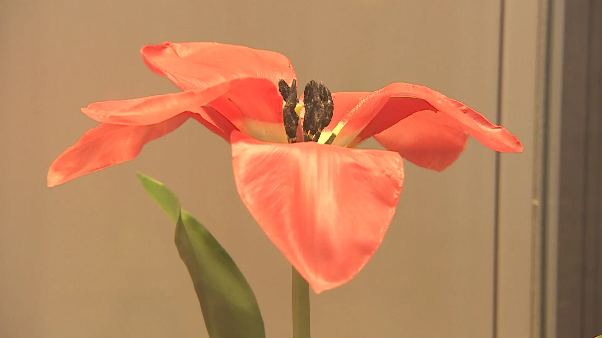 チューリップフェア】屋内展示も見どころ満載！｜おでかけ｜nan-nan