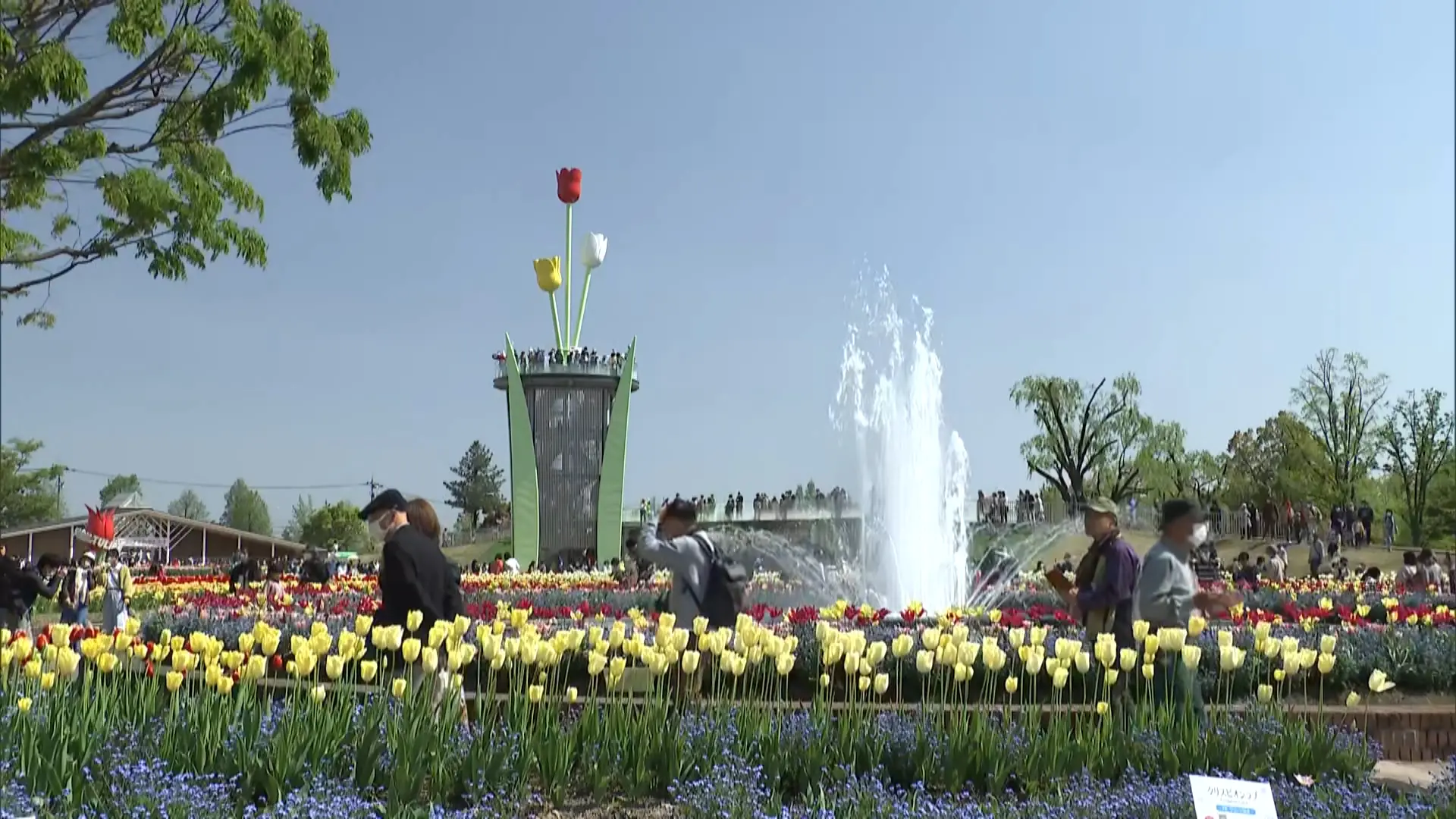 となみチューリップフェア】2023年人気おみやげベスト5｜おでかけ｜nan