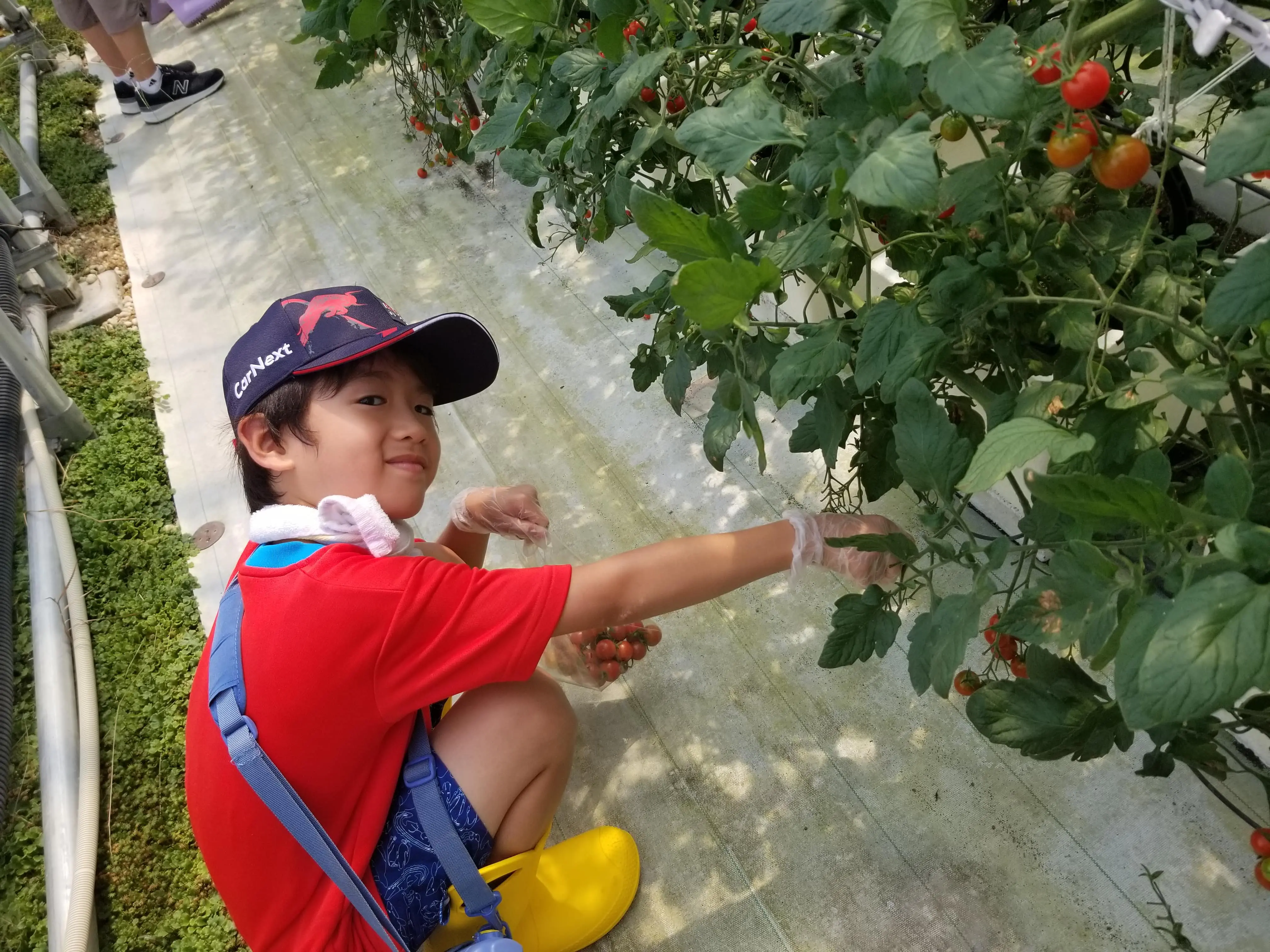 ふみ
学校のじゅぎょうでミニトマトをそだてていた友だちは、ハサミをつかってしゅうかくをしていたけど、手でヘタをおさえてとれることを教えてもらってびっくりしました。ミニトマトはとってもおいしかったです。また体けんしたいです。ありがとうございました！