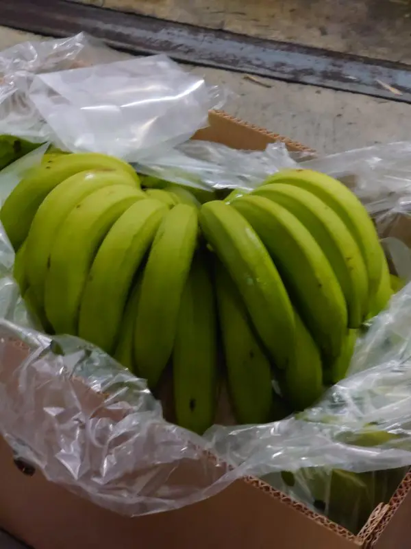 ぽっちゃ
市場には日本や外国のあちこちから野菜や果物が届いていておどろきました。外国から来たバナナをおいしく熟成させる専用の倉庫が面白かったです。いつも朝早くからありがとうございます！