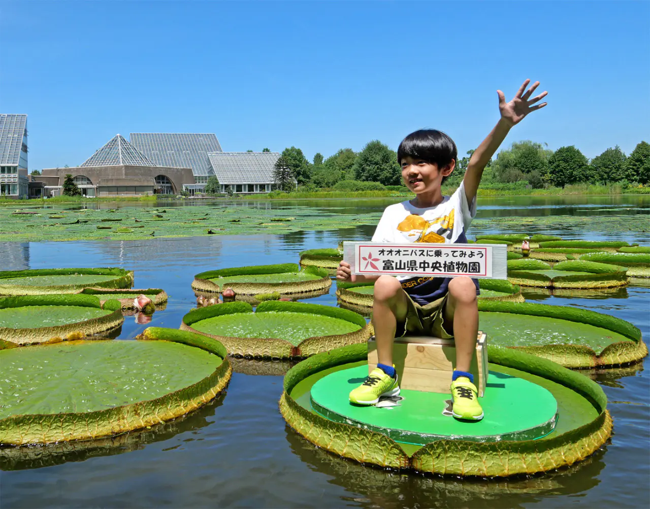 2025夏おでかけ｜富山県中央植物園】30kgの子供なら池の葉っぱで