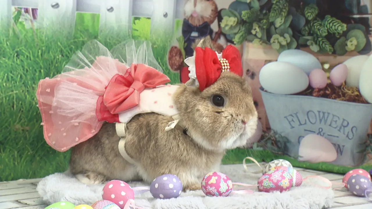 かわいいうさぎのホテルやケアも! 難しい爪切りから記念撮影まで【らら