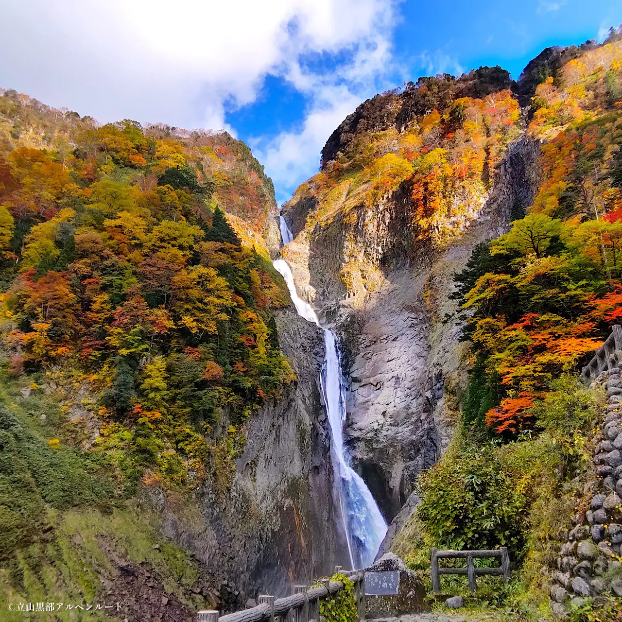 日本一の高低差・称名滝の紅葉狩りは昼過ぎがオススメ!?【立山黒部アルペンルート・富山の紅葉2026】 遊歩道は電動カートで快適移動