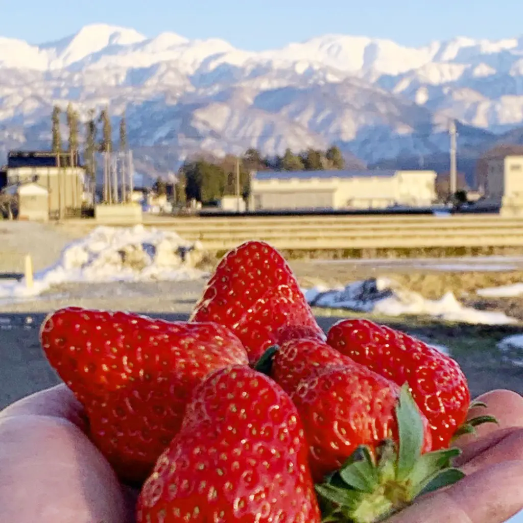富山いちご狩り2025【黒部・グリーンビジネス橋本】北アルプス麓の絶景