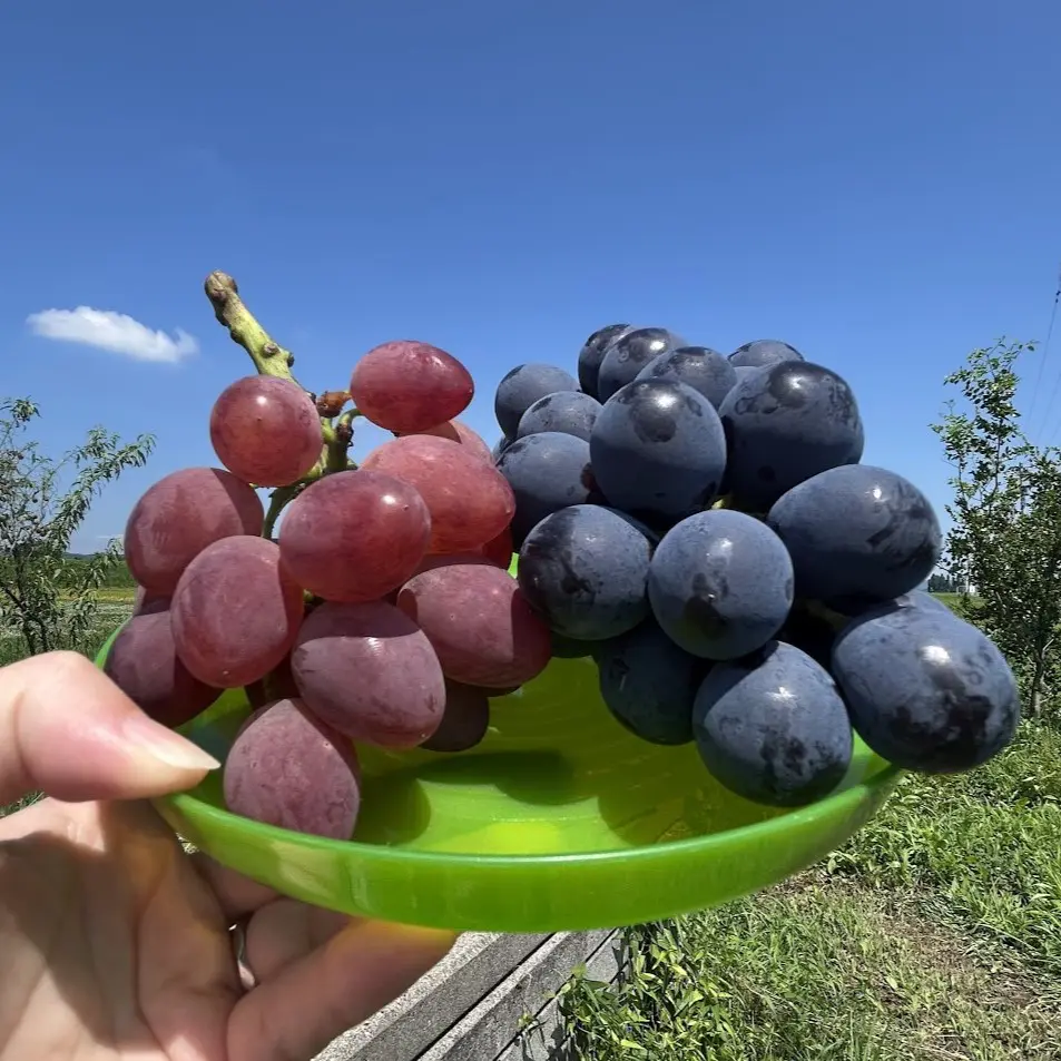 30品種の贅沢ぶどう＆収穫体験！生産者直伝のおいしい食べ方も【つるぎ農園】絶景の立山連峰を望むぶどう園