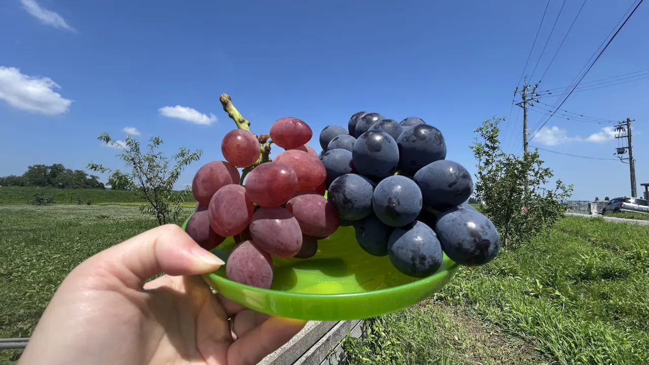 30品種の贅沢ぶどう＆収穫体験！生産者直伝のおいしい食べ方も【つるぎ農園】絶景の立山連峰を望むぶどう園