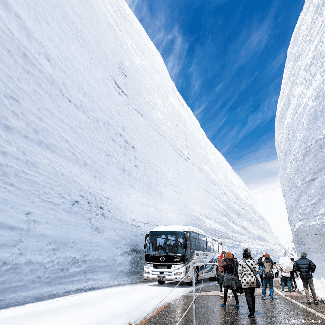 絶景“雪の大谷”2026年は高さ12m【立山黒部アルペンルート】全線開業55