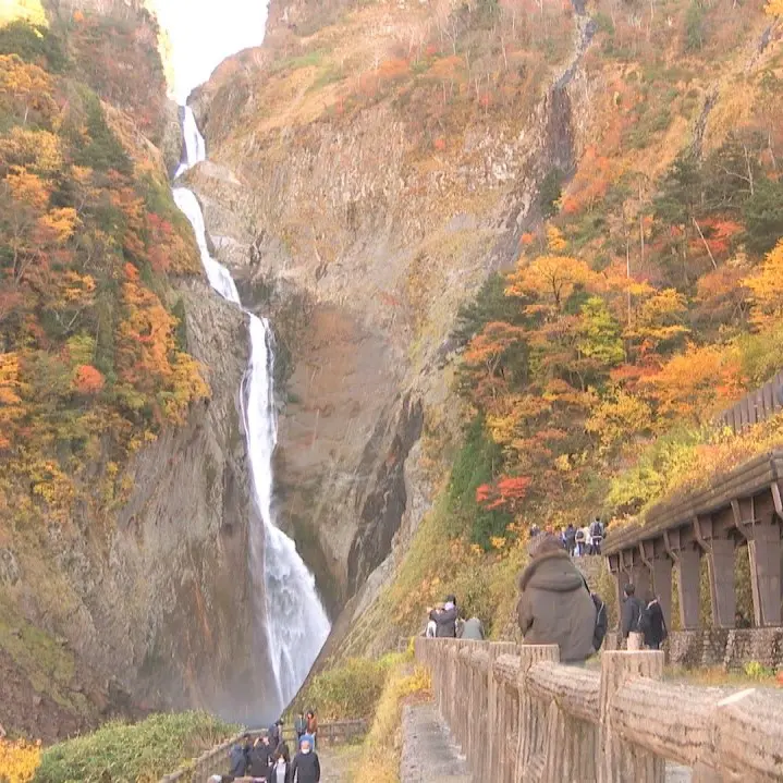 富山の紅葉2025【称名滝｜立山黒部アルペンルート】高低差350mの大絶景