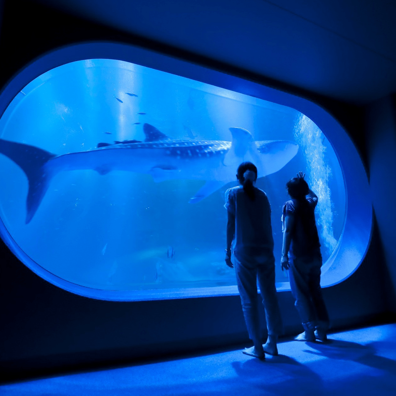 ジンベエザメにまた出会える！【のとじま水族館】能登半島地震から9か 