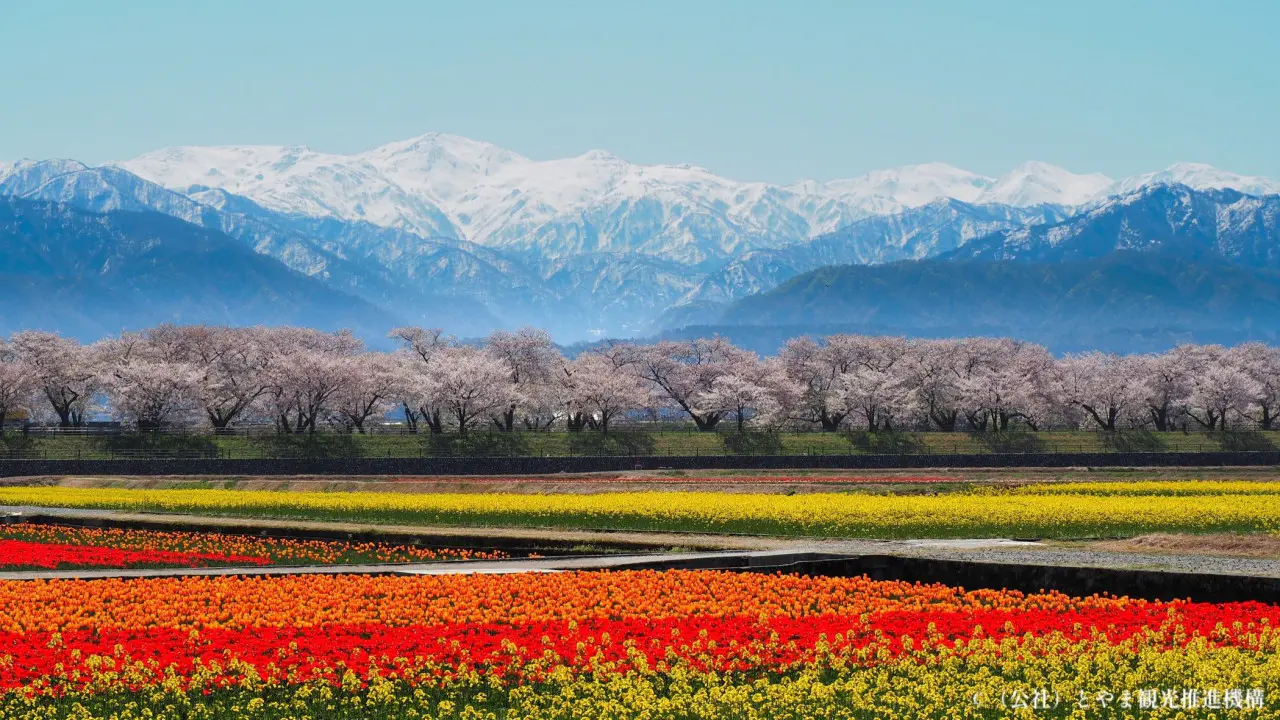 富山の桜・花見2026｜あさひ舟川】奇跡の四重奏 今年の見ごろは
