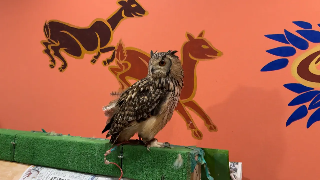 手に乗せて撮影、エサやりも！高岡市の体験型フクロウカフェ【AQUA