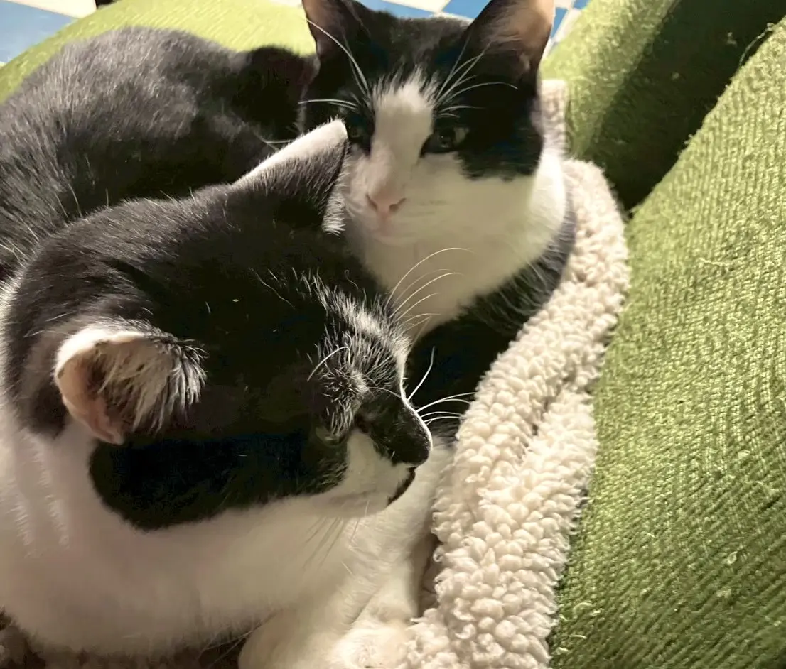 猫たちの個性に出会える。古民家で保護猫と過ごす【月猫カフェ】猫好きの私が通う、癒やしの時間