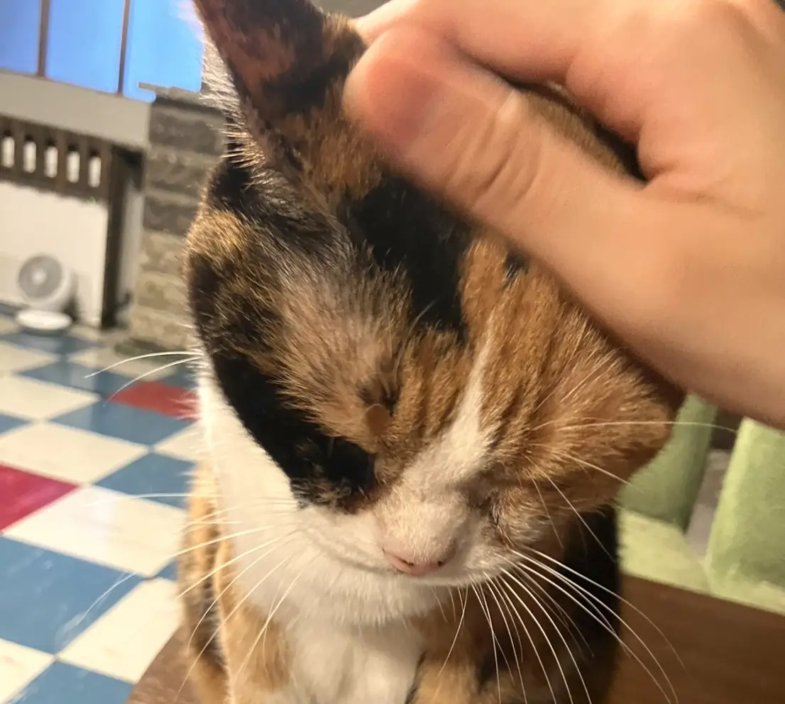 猫たちの個性に出会える。古民家で保護猫と過ごす【月猫カフェ】猫好きの私が通う、癒やしの時間