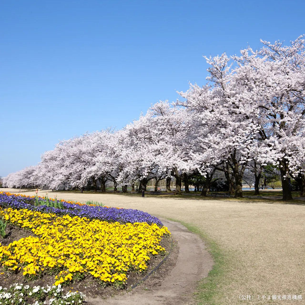桜　プロフ必読ページ 富山の桜・花見2026｜富山県中央植物園】圧巻の300mサクラ並木 夜間