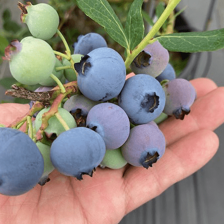 ＠＠様②グレープ③ブルーベリー 富山市八尾ブルーベリー狩り】立山連峰一望の農園でたっぷり3時間