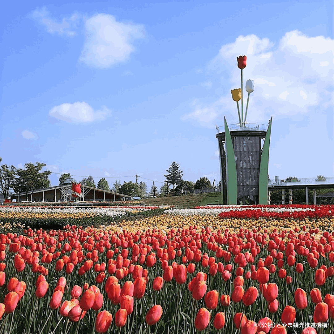 チューリップフェアのお土産はこれ買ったら間違いない!!【チューリップ