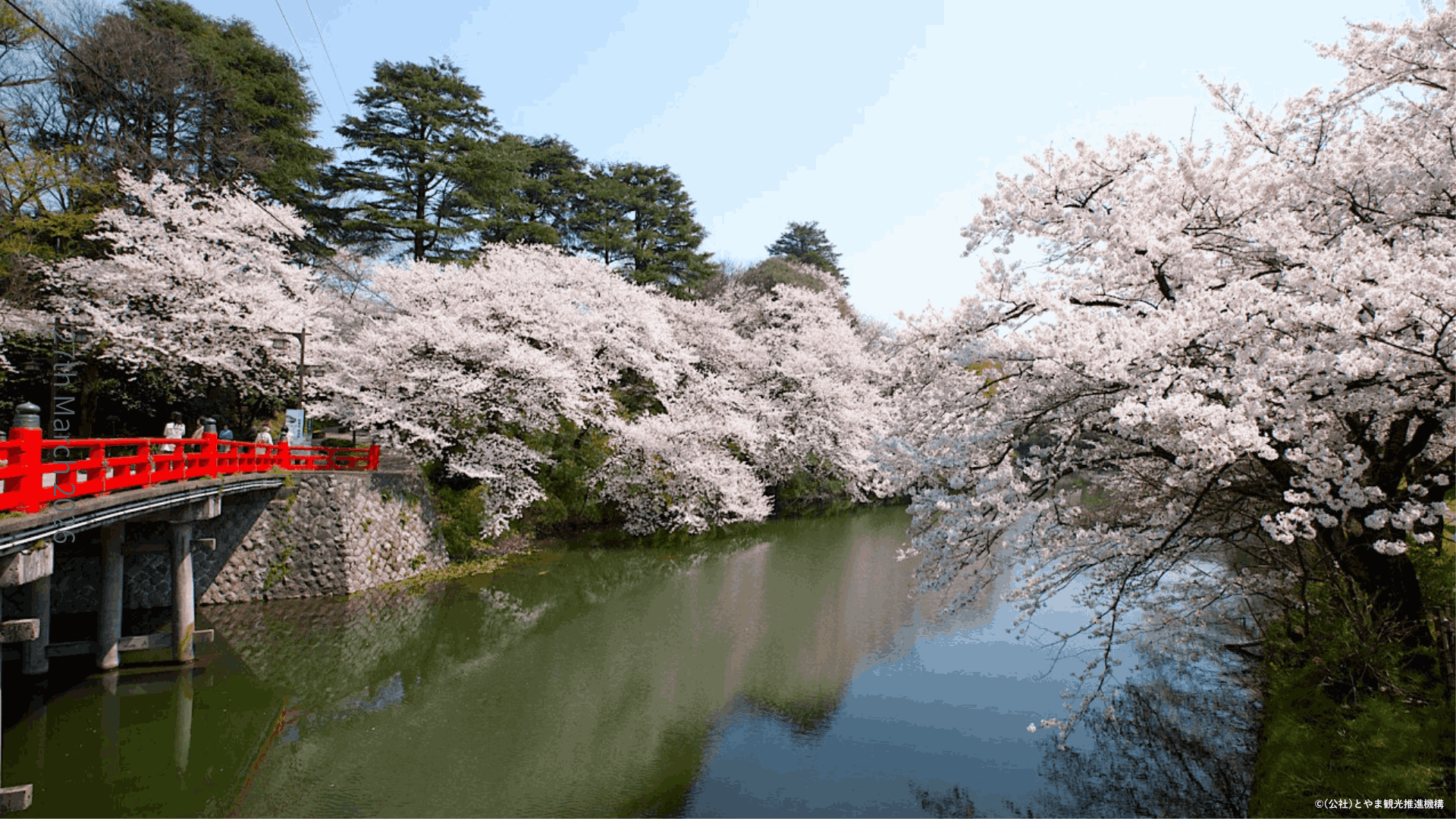 富山の桜・花見2026｜高岡古城公園】「日本100名城」で愛でるサクラ