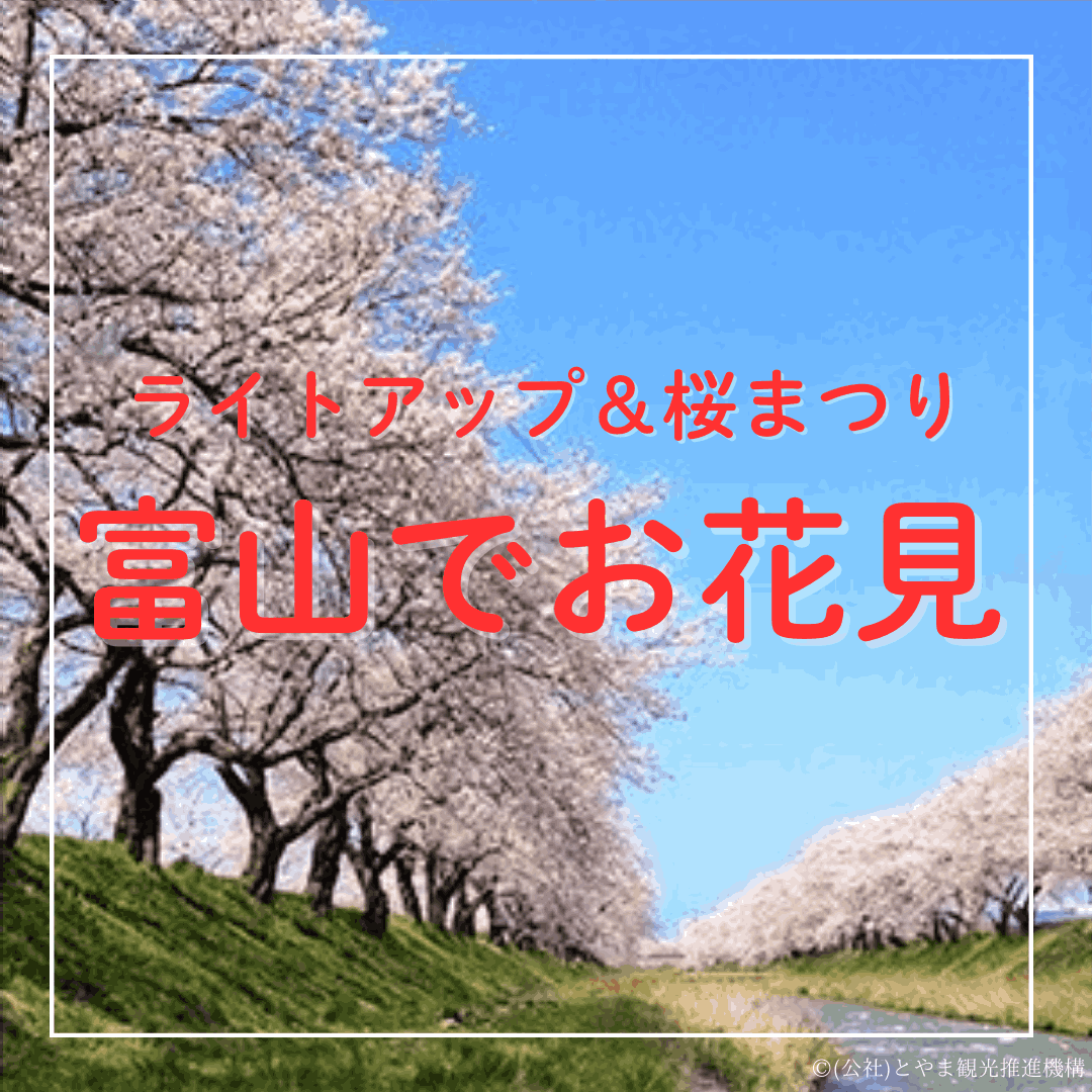 夜桜と満月の共演は4/2【ピンクムーン2026】見逃せない春のライト