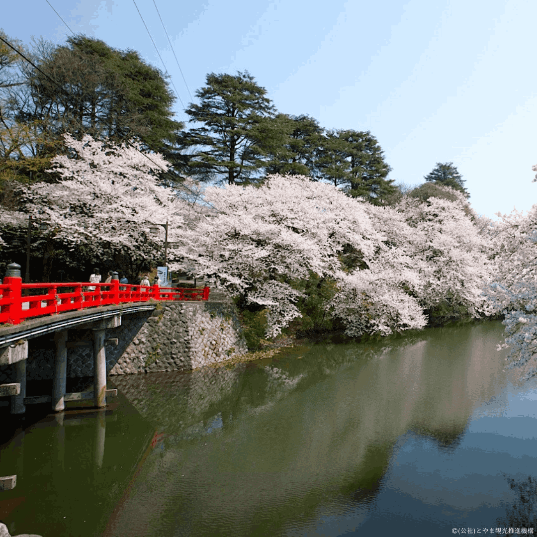 富山の桜・花見2026｜高岡古城公園】「日本100名城」で愛でるサクラ