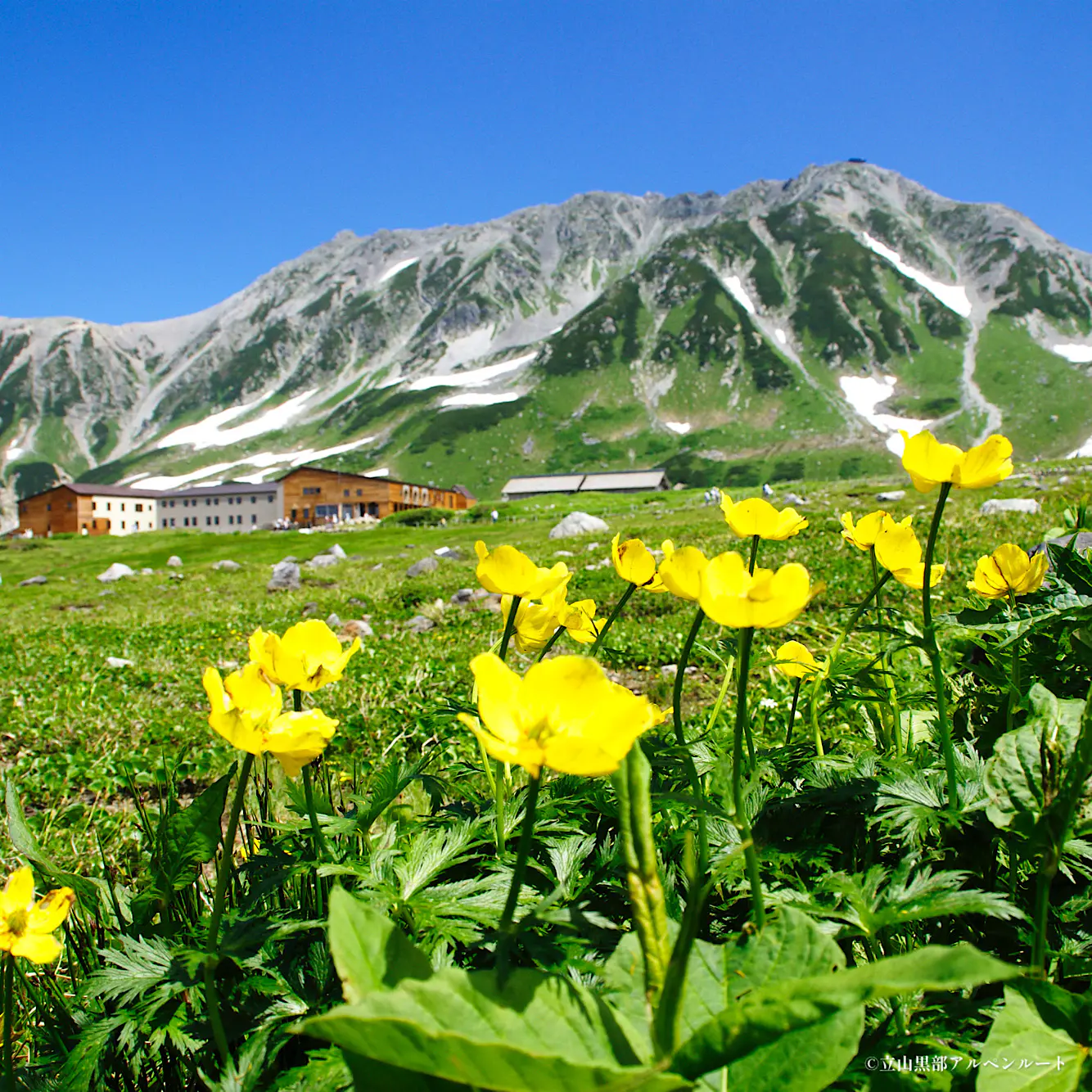 真夏の避暑地・立山へ！ 夏の平均気温15℃の室堂から黒部ダムまで【立山黒部アルペンルート】8/11山の日関連イベントも
