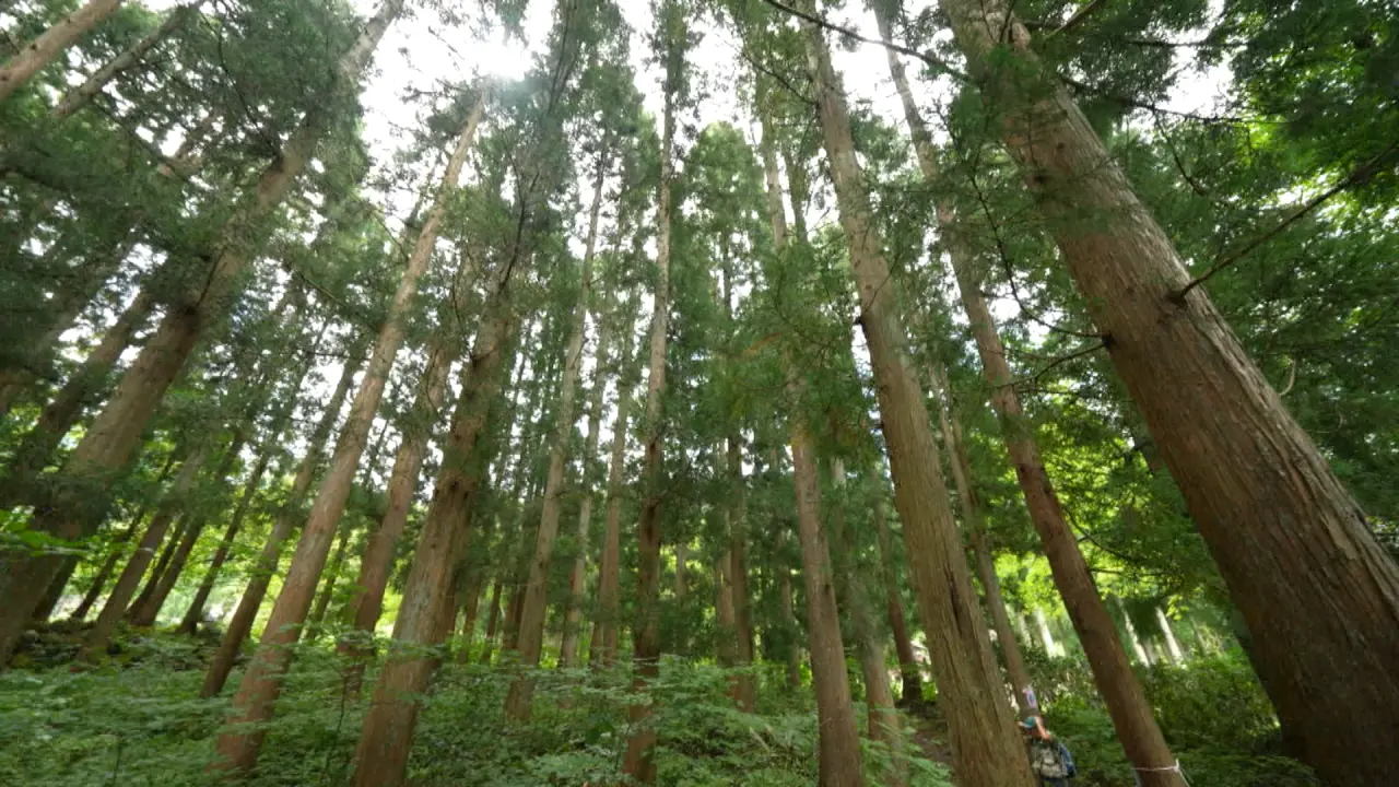 グリーンシーズンも楽しみいっぱい! 風を感じてのびのび自然のアクティビティ【立山山麓スキー場】緑のゲレンデを走り回るマウンテンカートも
