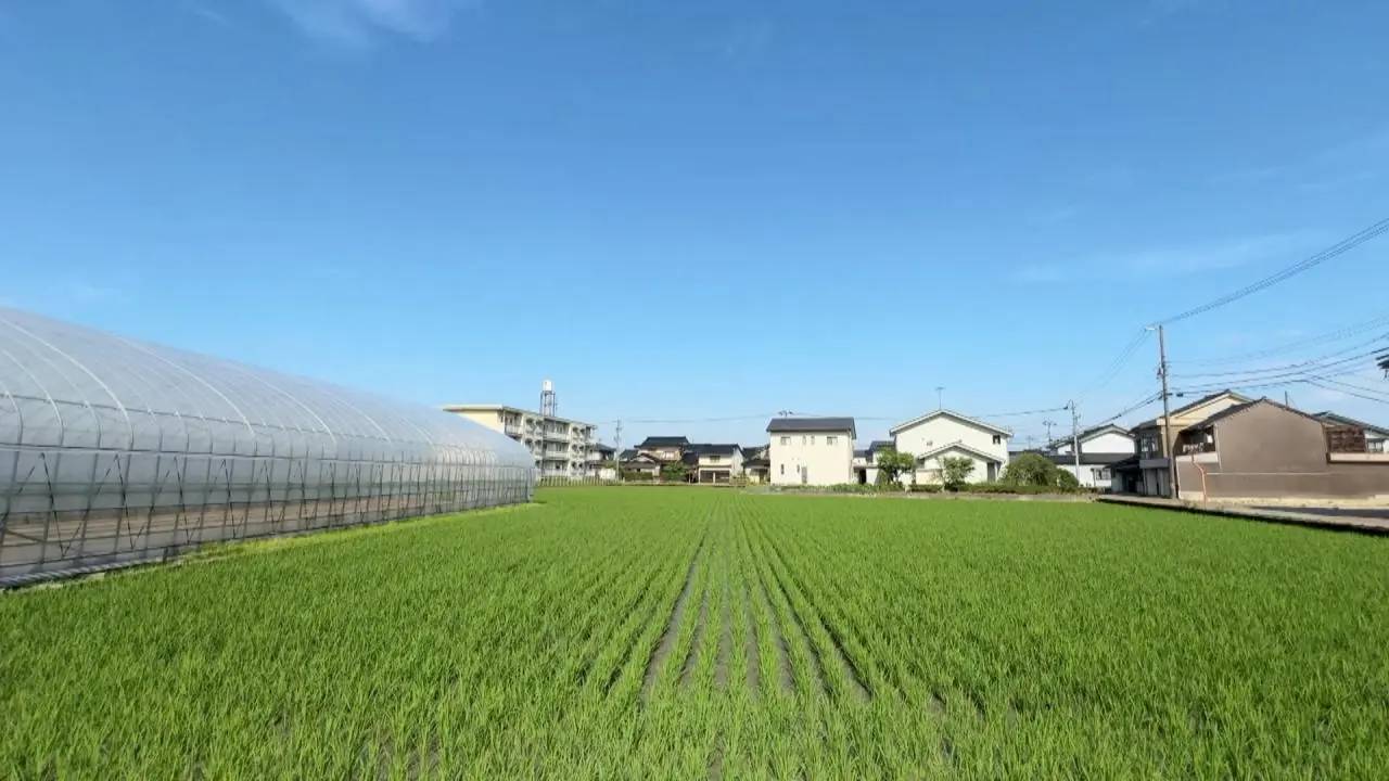 “田んぼの肥料”から生まれた小矢部の郷土料理 にしんの糀漬け【田悟農産】加賀の食文化色濃い笹寿し、ゆべしも