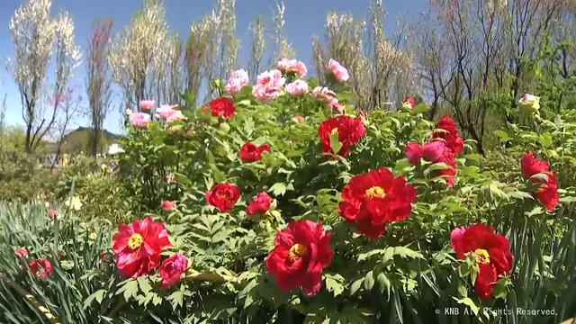 ボタンの花が見頃　魚津市の花の森・天神山ガーデン