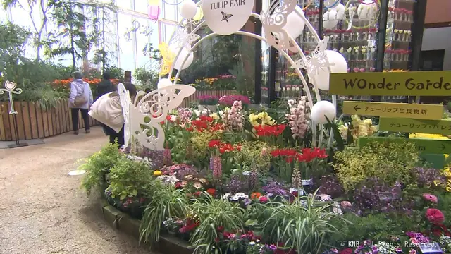 春の花の競演　チューリップ四季彩館で企画展示　砺波市