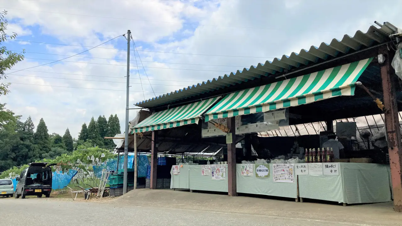 音川観光ぶどう園