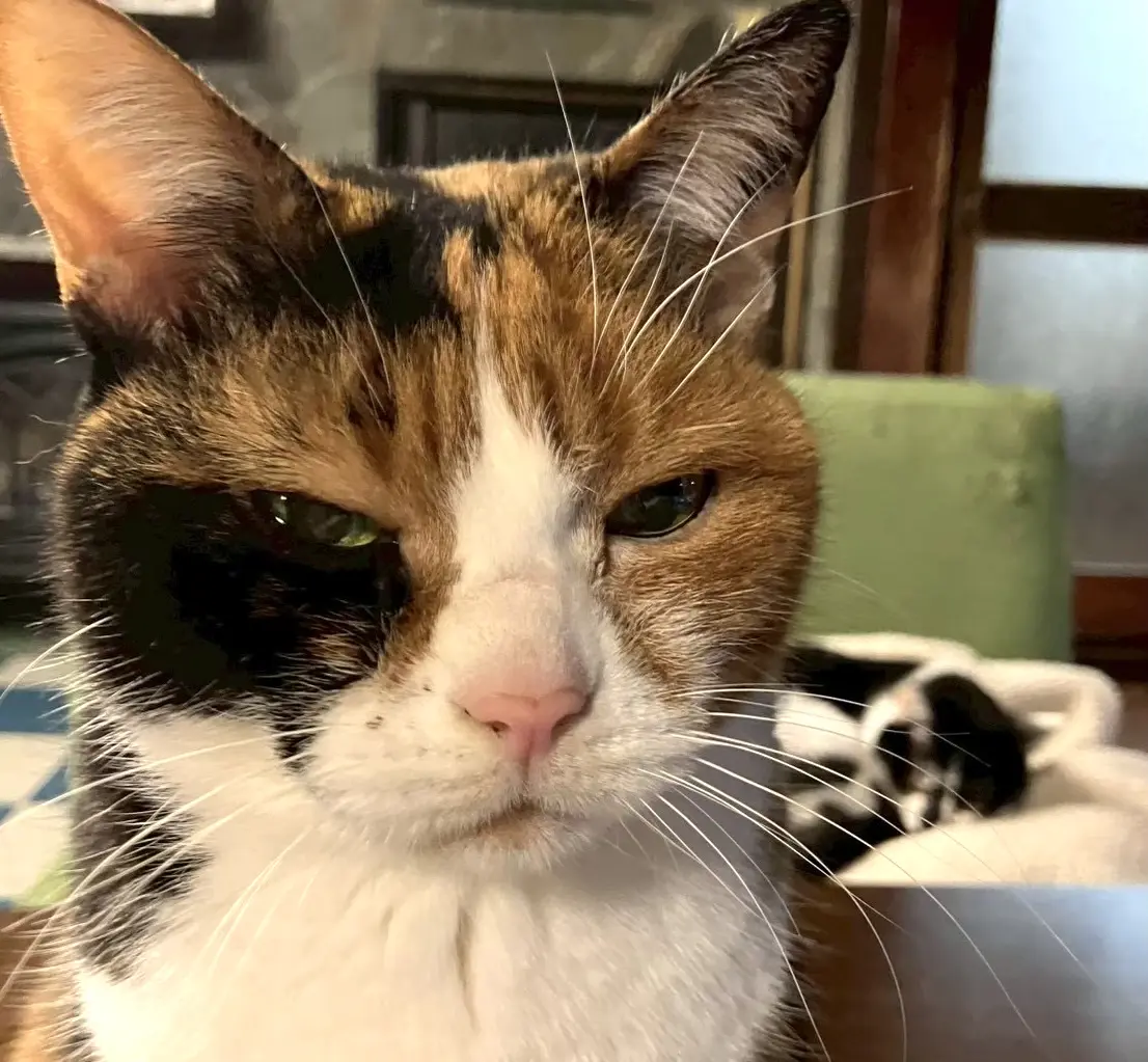 月猫カフェ